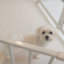 니니 애견 미용실 이미지