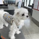 한국엘랑코동물약품(주) 네이버블로그