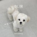하니몽 이미지