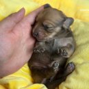 남양주켄넬 이미지