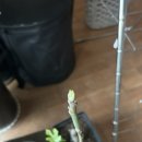 정아과일 네이버블로그