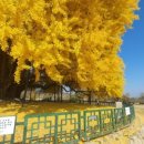 원주 한라대학교 메타세콰이아길의 가을 단풍 🍂