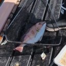 지월8세천 | [임신일기] 째코미의 임신일기(7) (임산부의 은밀한(?) 취미생활, 캠핑과 낚시여행)