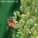 왕성 이미지