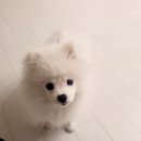 민 동물병원(동물미용) 이미지