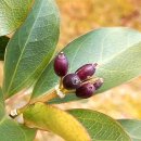 완도 정자리 황칠나무 | 완도수목원-황칠나무