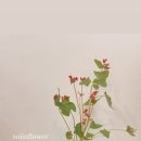 행복을주는꽃 이미지