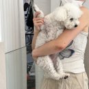 애견탑 | 반려견 안심하고 맡길 수 있는 부산 강아지목욕 수영 애견미용 솔직후기, 댕스탑