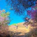 천주산 등산로변(천주암) | [창원] 천주산 진달래 실시간 풍경 / 천주암 등산 코스 / 천주산 진달래 축제 일정