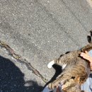 고양이랑놀자 이미지