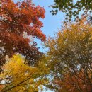 모노가든 | [경기도 광주] 단풍명소 곤지암 화담숲 예약/취켓팅 및 모노레일 후기 (+수레실가든)