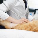 샤인고양이메디컬센터 이미지