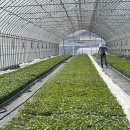 복골농장1 이미지