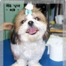 도도