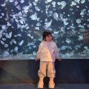 물고기 미포 | 24개월 아기랑 부산여행 (2) :: 해운대 아쿠아리움, 미포 해변열차 송정출발 (해변열차 꿀팁, 일몰시간)