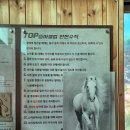 탑(TOP) 승마클럽 | 제주 여행 중 가장 용기 필요했던 체험, 아이들 첫 승마 도전기