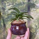 풍란 | 소엽풍란 나도풍란 수태 분갈이 도전기