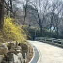 씨유 울산선암파크점 | 울산 벚꽃 명소 보현사 개화 상태, 만개 시기 주차 총정리