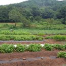 부춘농장 이미지