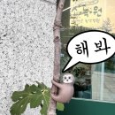 소녹원 | 나만의 귀여운 녹색정원을 만들 수 있는 '💚소녹원 테라리움 키트' 후기🌱