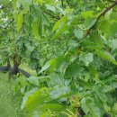 훈장님팜 이미지