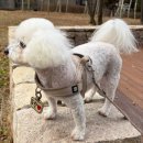 댕댕아 이리온 이미지