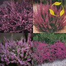 오작교농장 이미지