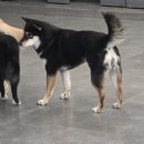 혼자두면 장판뜯어서 차린 개카페 이미지