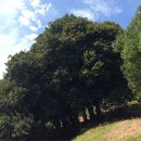 함평 기각리붉가시나무자생북한지 이미지