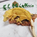 더옐로우샵