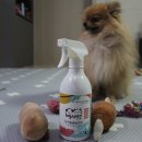 미자애견 이미지