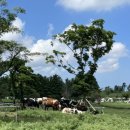 청파목장 이미지