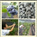 갈마농원 이미지