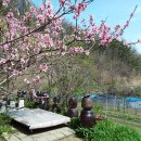 복숭아꽃 살구꽃 이미지