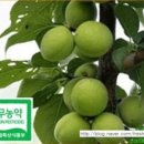 싱그린농원 - 청도군 봉기로 60 | 싱그린농원