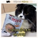 보양죽 | 쌀쌀해지는 저녁에 챙기기 좋은 고양이영양죽! 보양죽 후기