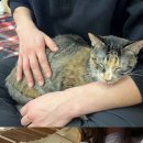 댕댕냥냥 이미지