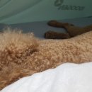 생생동물약국 이미지