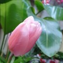 꽃보다당구장 이미지