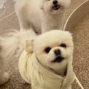 글로리퍼피 이미지