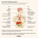 저단56 | GLP-1 약물 투자 종합 가이드 - 관련주의 어제와 오늘, 그리고 미래를 위한 GLP-1 포트폴리오 구성
