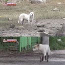 백구조명