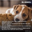 멍냥이 약 먹이다 오열하게 만든다는 어느 동물병원의 '약봉지 문구' 이미지