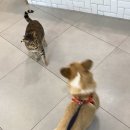나아라 동물병원 | 제주 ‘나아라 동물병원’ 추천 - 강아지 중성화 후기/설채현수의사가 말하는 중성화를 해야하는이유