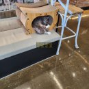 뚱냥한 하루 이미지