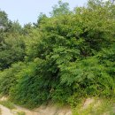 여주-0057 Daum카페