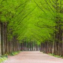 메타세콰이어길 이미지