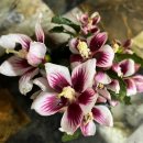 안동무궁화 이미지