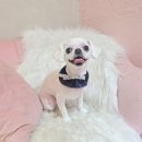 개이쁘댕 이미지