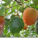 정옥농장 이미지